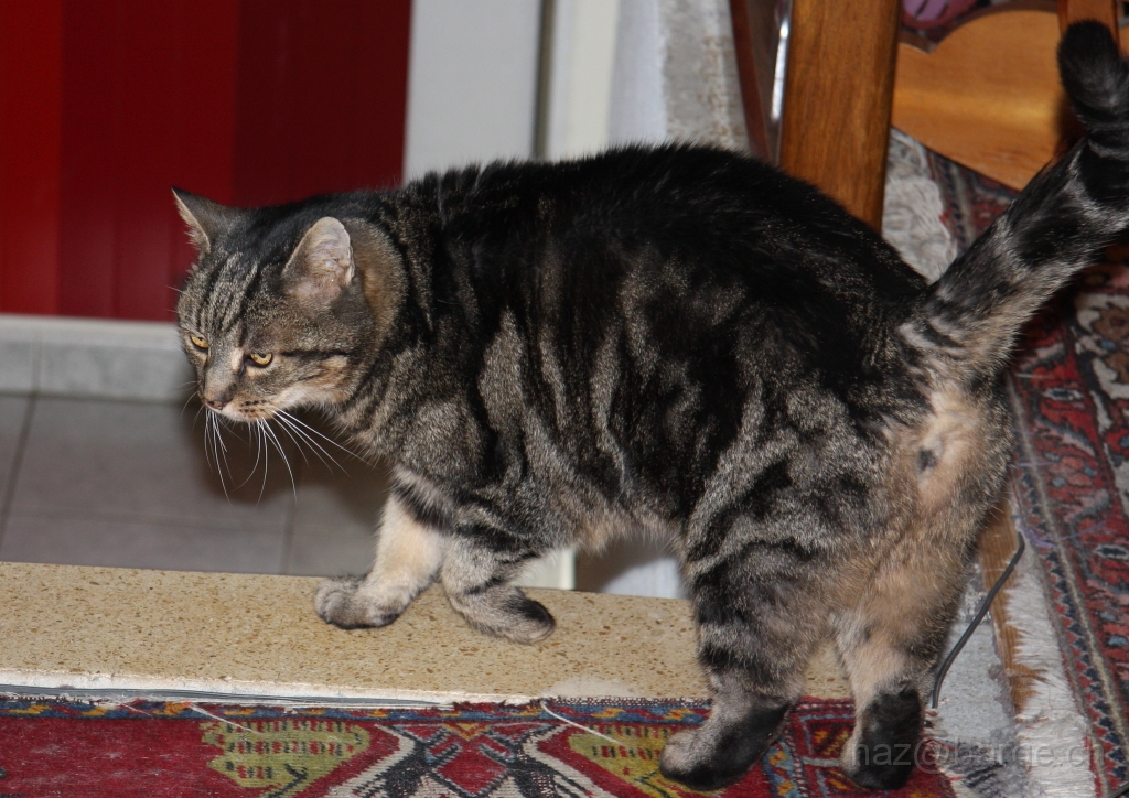 D40_2008_12_28_0205.JPG - l'oeuil du chasseur