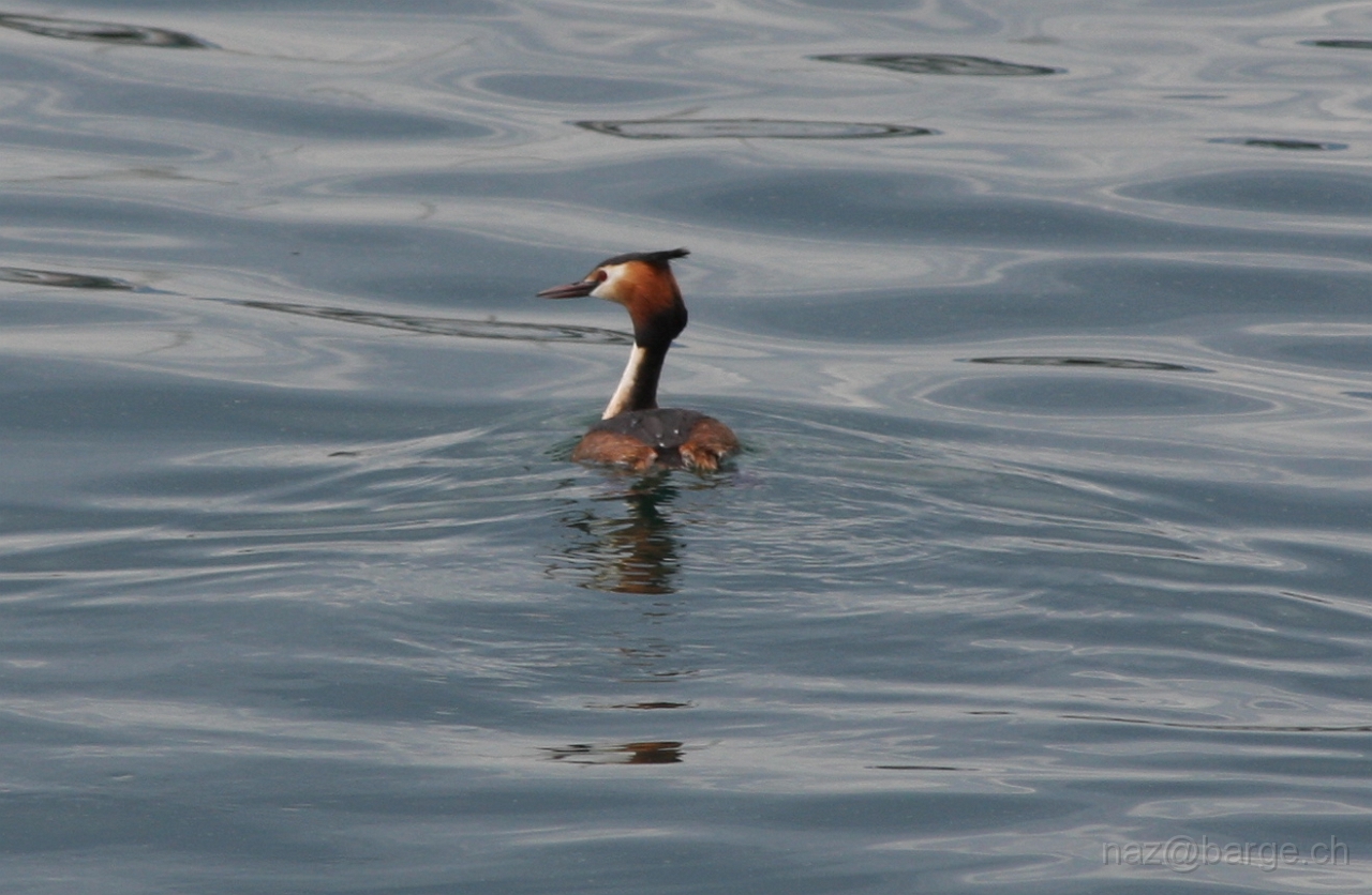 img_0028.jpg - copyright naz 2009