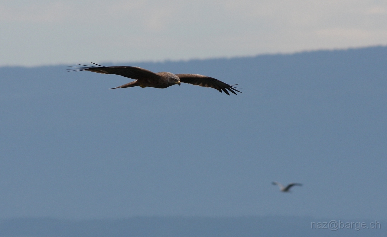 img_0032.jpg - copyright naz 2009