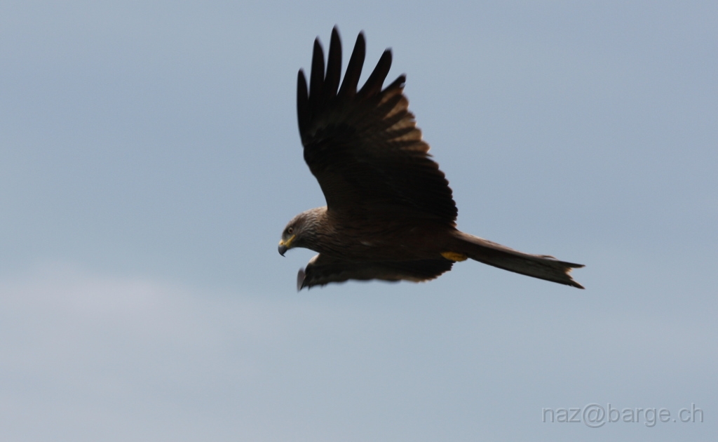 img_0039.jpg - copyright naz 2009