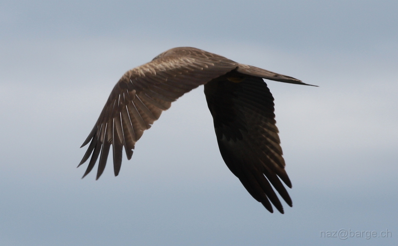 img_0041.jpg - copyright naz 2009