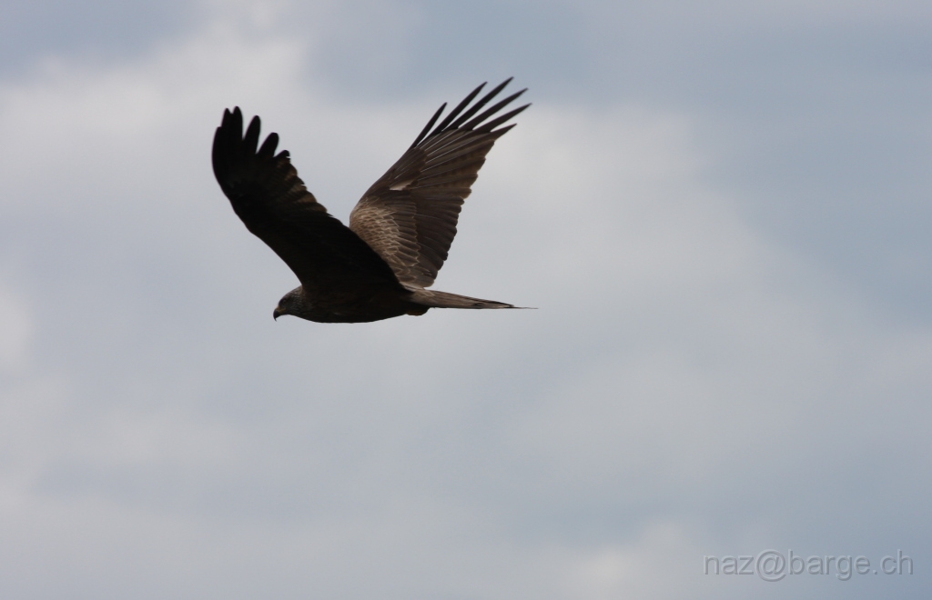 img_0042.jpg - copyright naz 2009