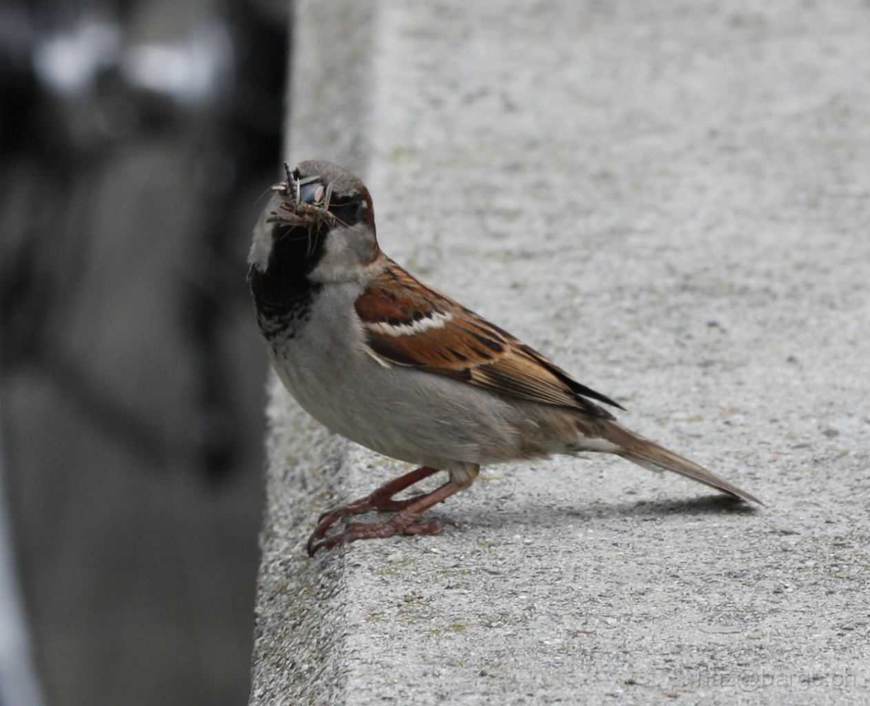 img_0094.jpg - copyright naz 2009