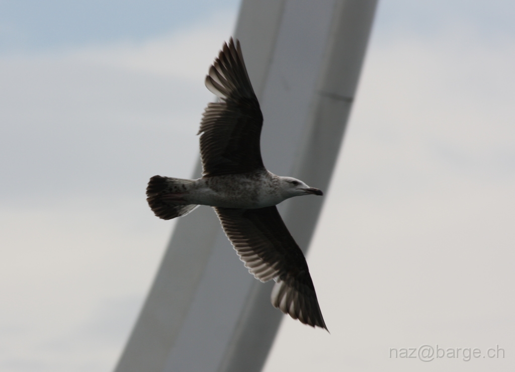 img_0106.jpg - copyright naz 2009