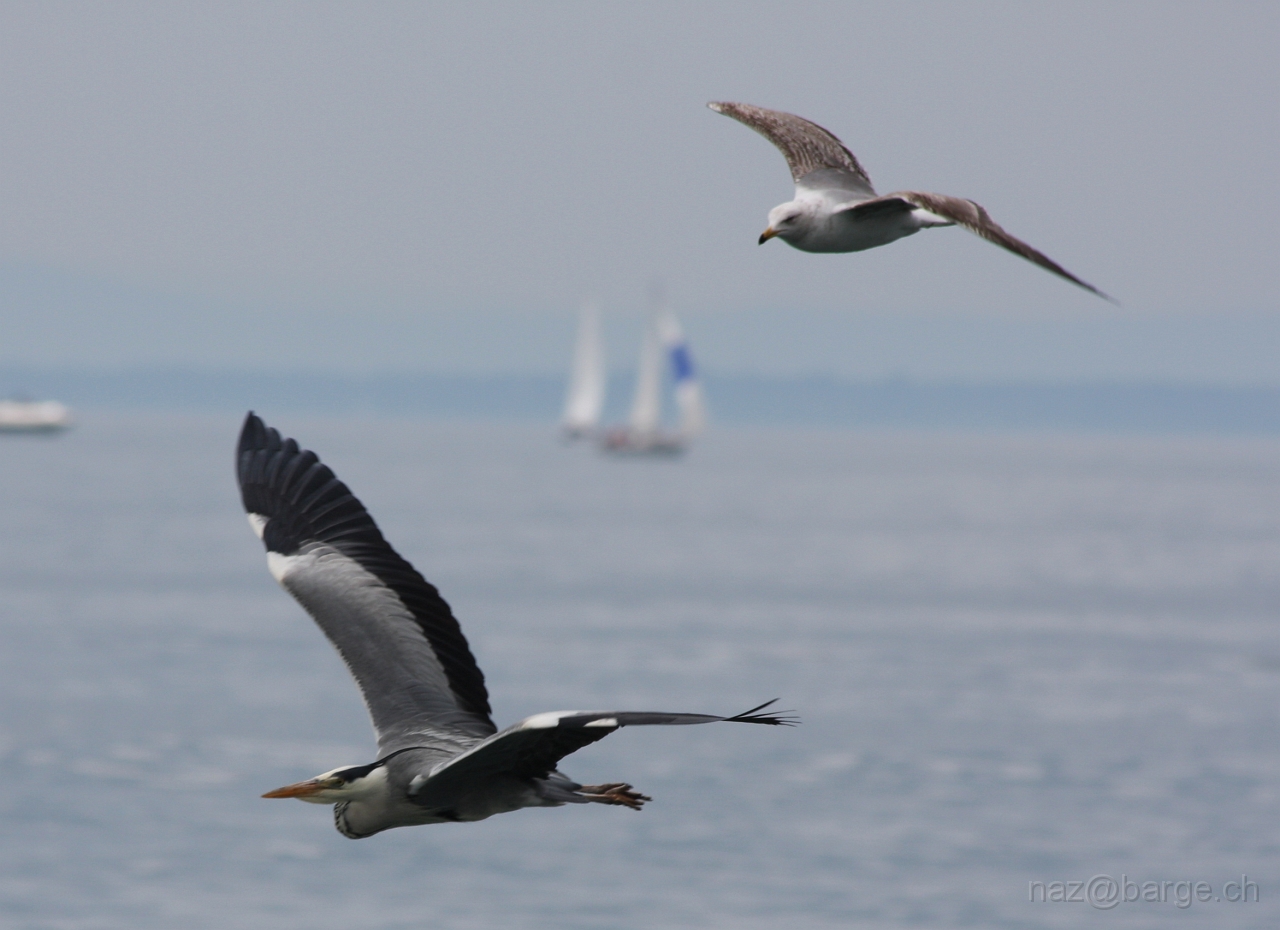 img_0113.jpg - copyright naz 2009