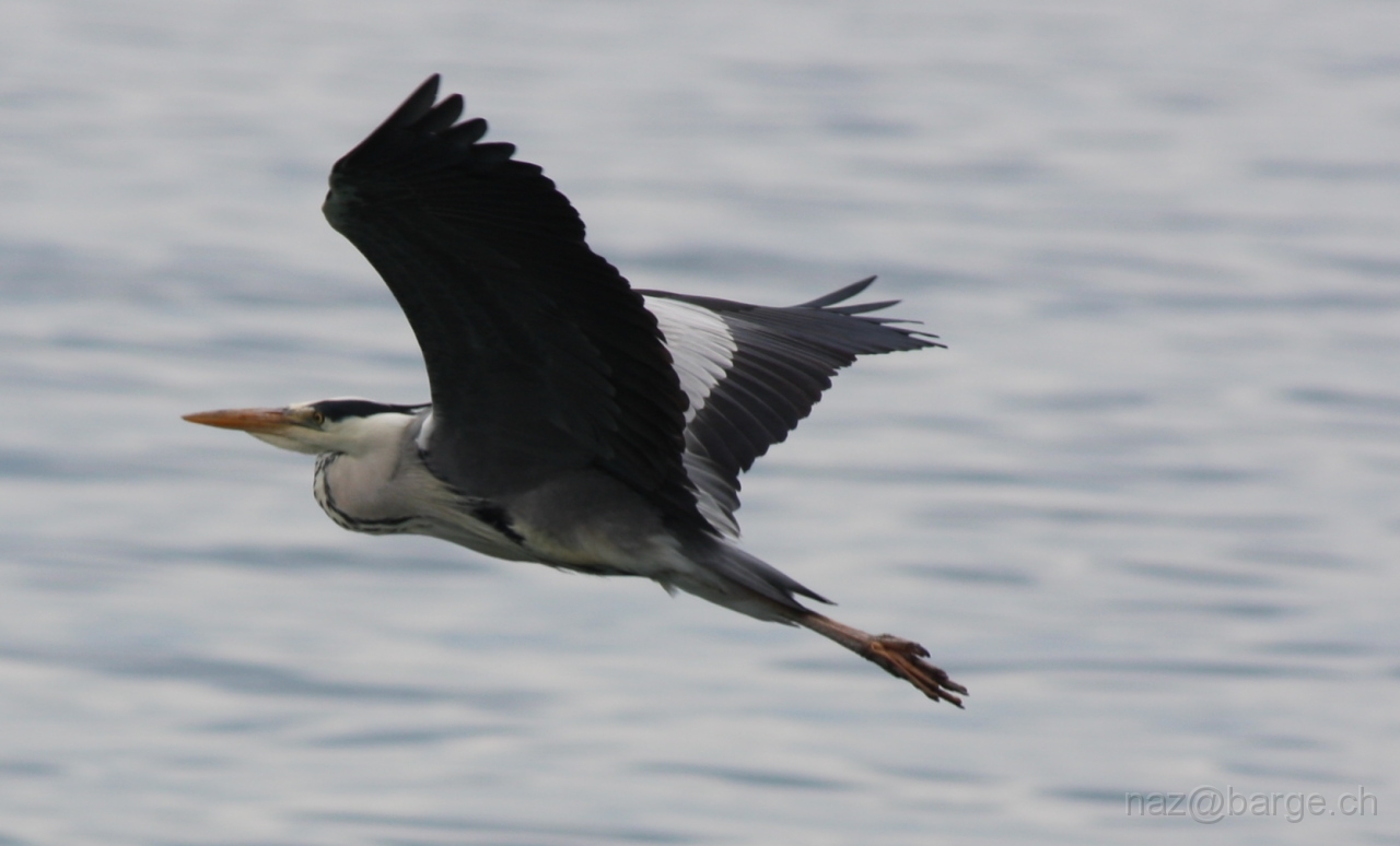 img_0115.jpg - copyright naz 2009