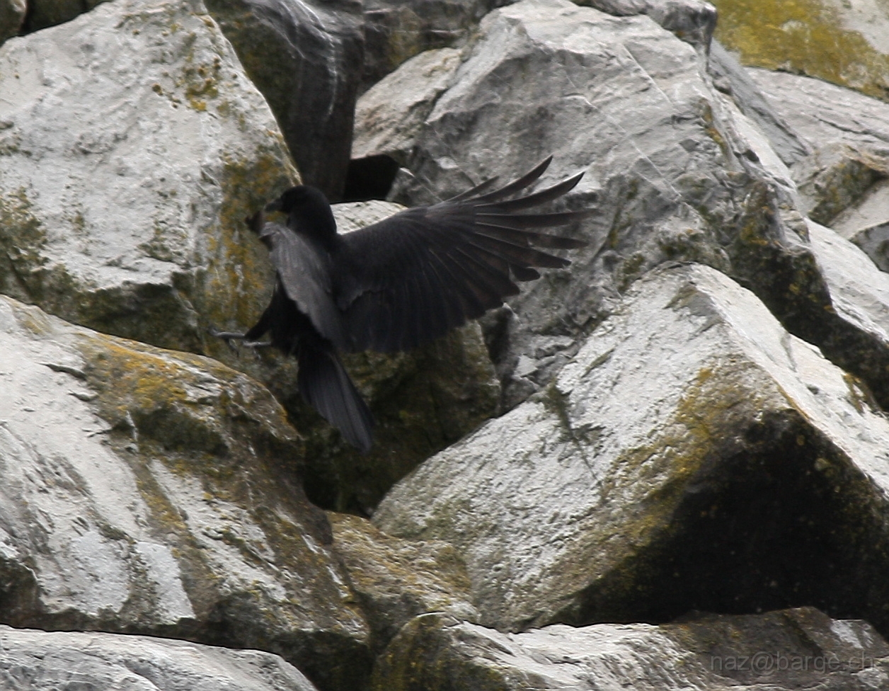 img_0138.jpg - copyright naz 2009