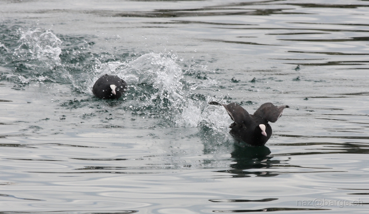 img_0149.jpg - copyright naz 2009