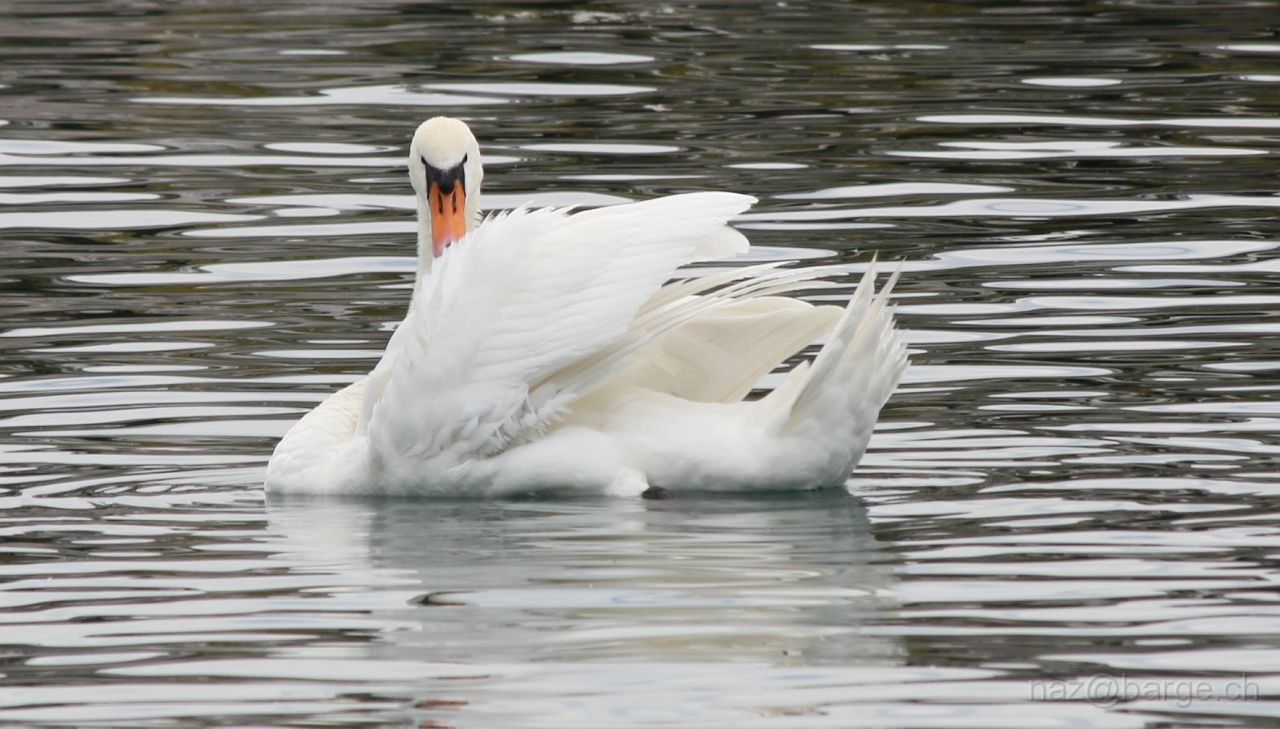 img_0151.jpg - copyright naz 2009