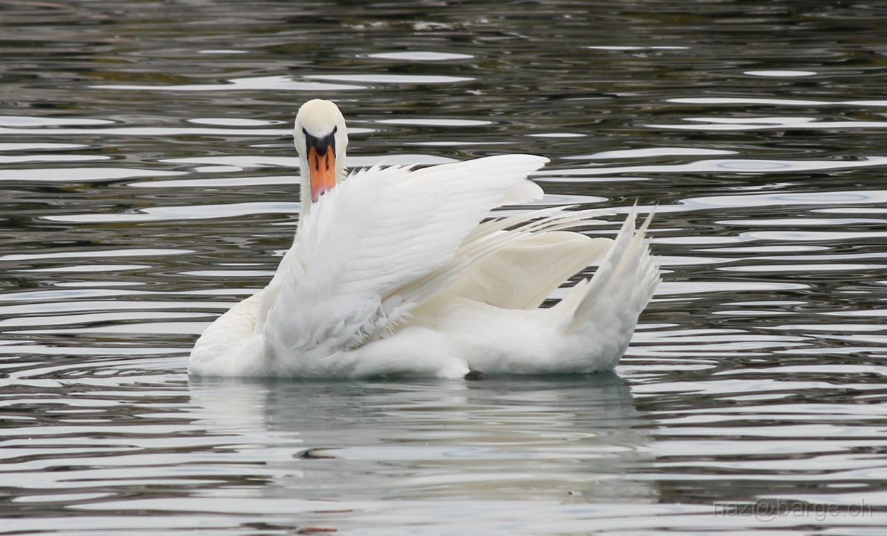 img_0151b.jpg - moi aussi je te vois...copyright naz 2009