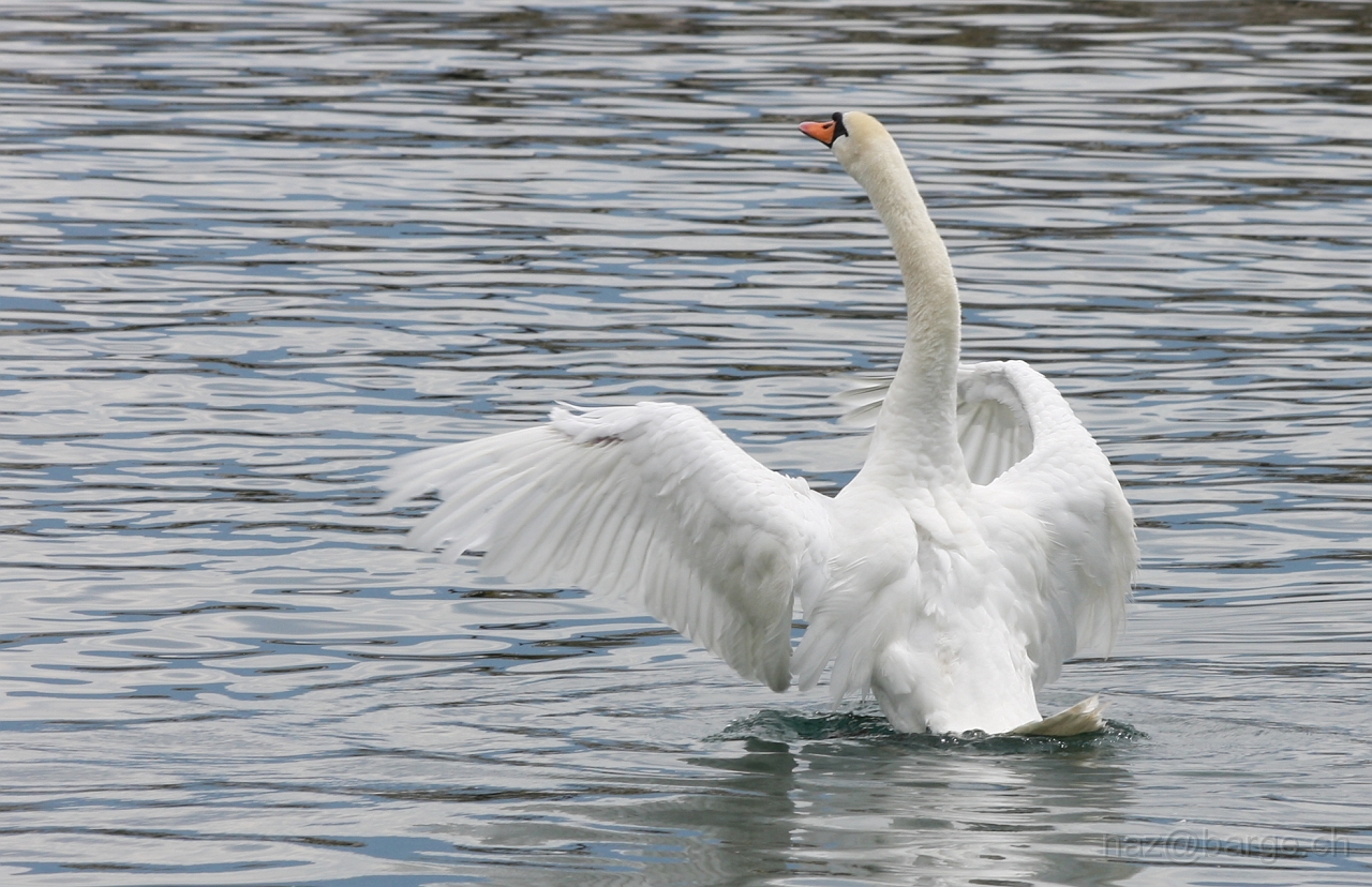 img_0160.jpg - copyright naz 2009