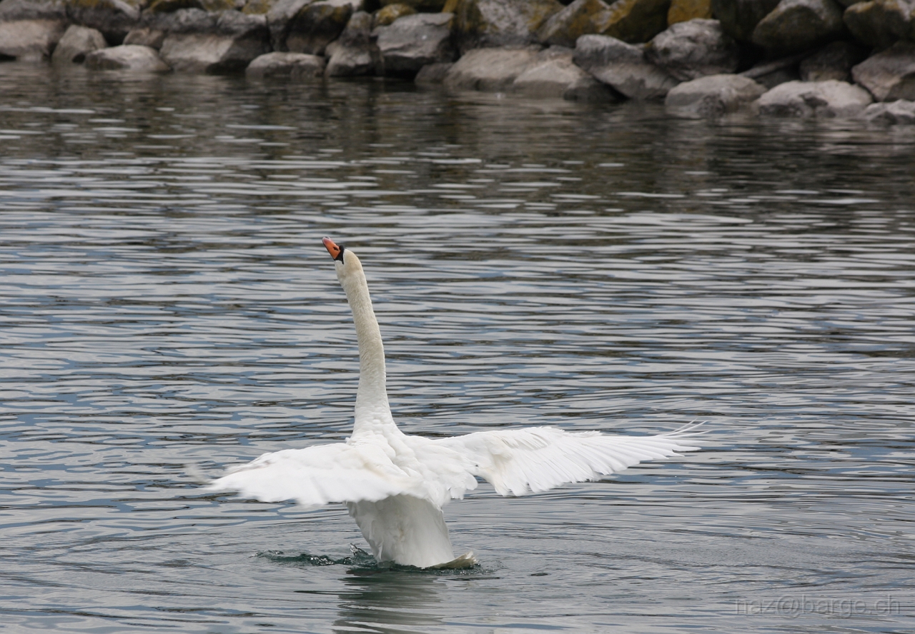 img_0161.jpg - copyright naz 2009