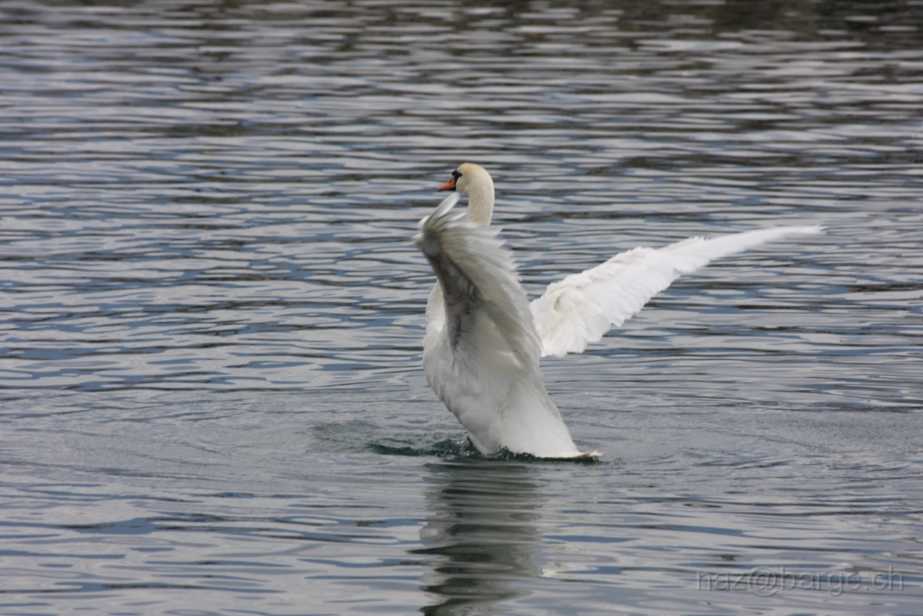 img_0162.jpg - copyright naz 2009