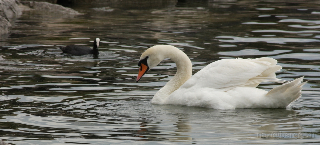 img_0195.jpg - copyright naz 2009