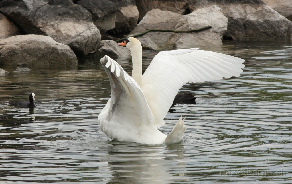 img_0197.jpg - copyright naz 2009