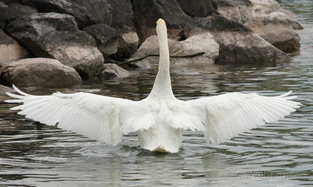 img_0200.jpg - copyright naz 2009