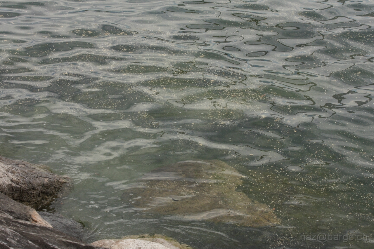 img_0240.jpg - le lac c'est degueulasse, les arbres ils font lamour dedans :)copyright naz 2009