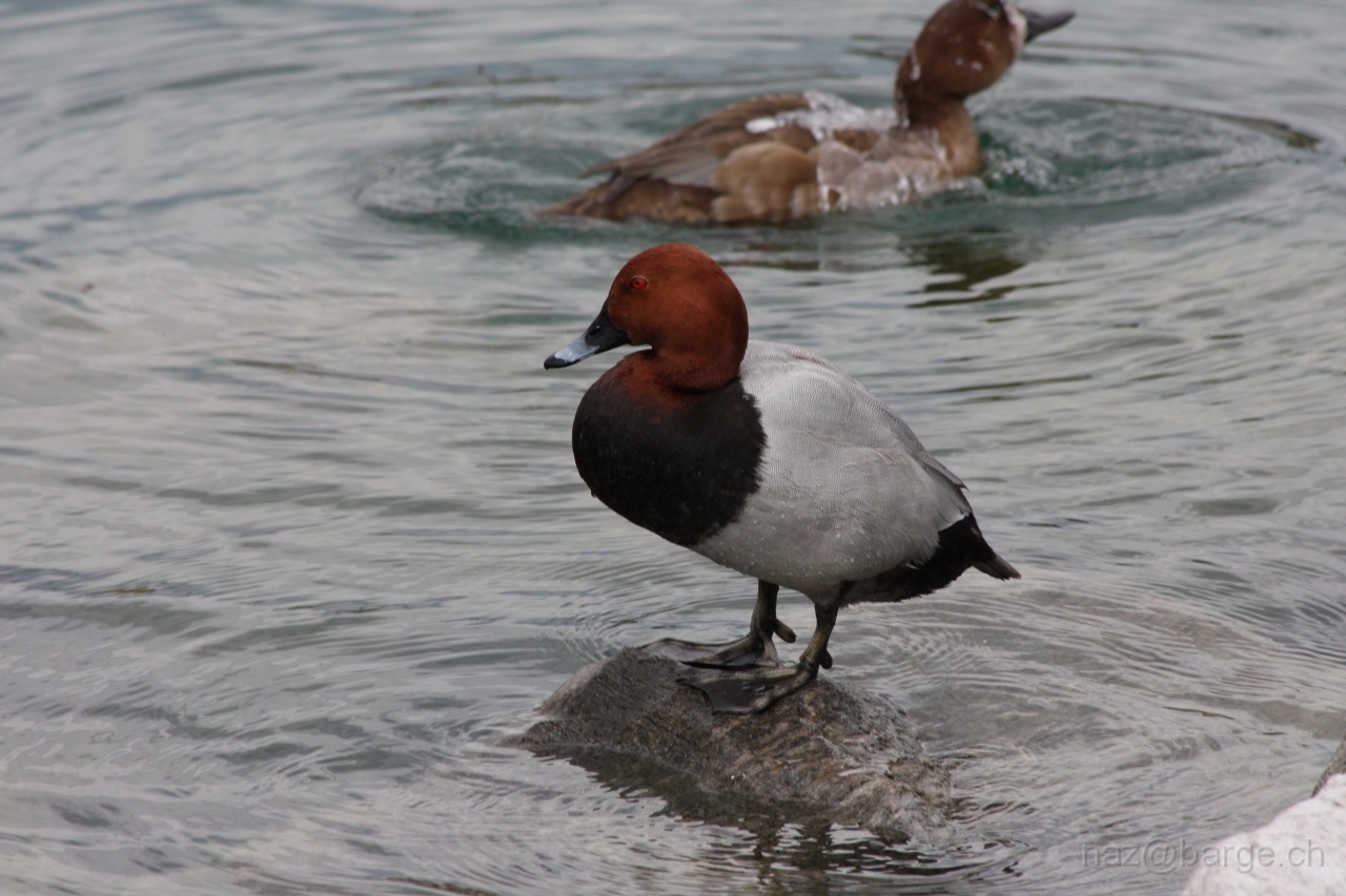 img_0270.jpg - copyright naz 2009