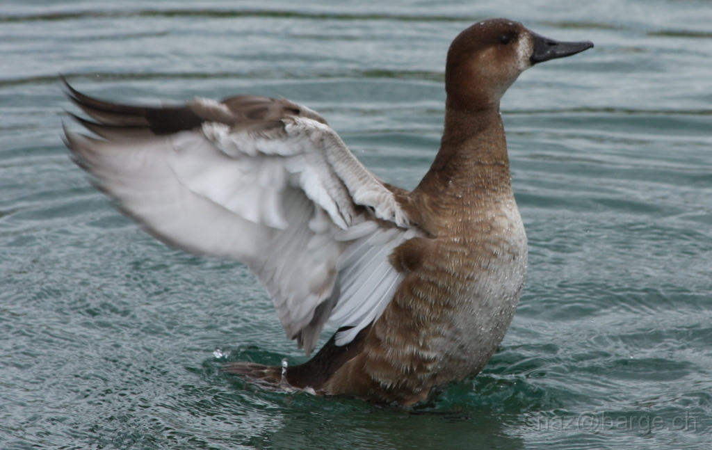 img_0293.jpg - copyright naz 2009